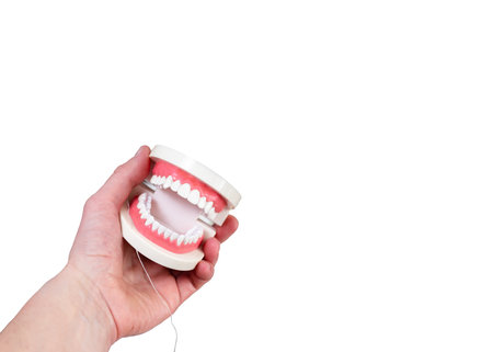 Human jaw in hand on white backgroundの写真素材