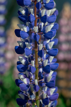 Blue lupine flowers macro shot. Close-up. Lots of petals.の写真素材