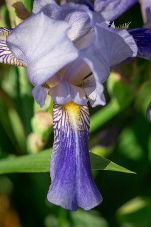 Bud of blue iris with petals macro photographyの写真素材