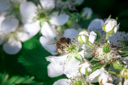 A bee pollinates flowers on a bush. Macro shooting.の写真素材
