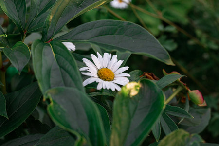 Beautiful white chamomile alone on a green backgroundの写真素材