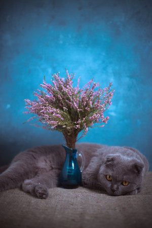 A gray cat lies on a table near a vase with heather on a blue backgroundの写真素材