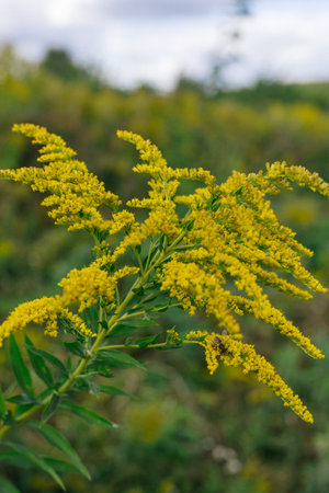 Yellow flowers of goldenrod. Weed culture grows in the field.の写真素材
