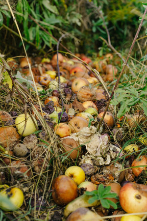 Many rotten apples are piled on the grassの写真素材