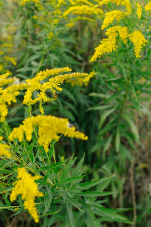 Yellow flowers of goldenrod. Weed culture grows in the field.の写真素材