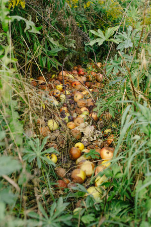 Many rotten apples are piled on the grass