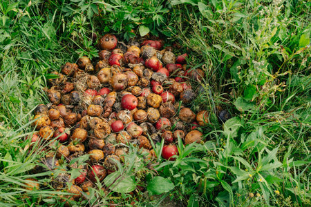 Many rotten apples are piled on the grassの写真素材