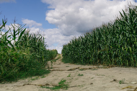 Landscape. Road going through a cornfield.の写真素材