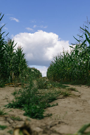 Landscape. Road going through a cornfield.の写真素材