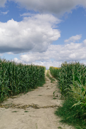 Landscape. Road going through a cornfield.の写真素材