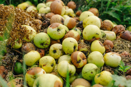 Many rotten apples are piled on the grassの写真素材