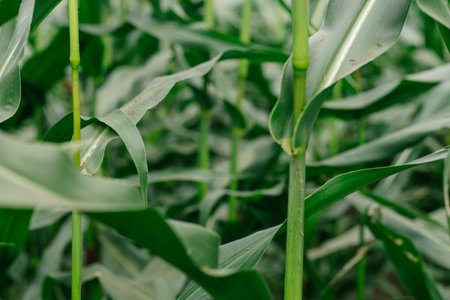 Corn grows in the field. Green, succulent leaves.の写真素材