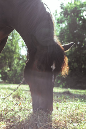 Brown horse eats grass in a meadow in the forestの写真素材