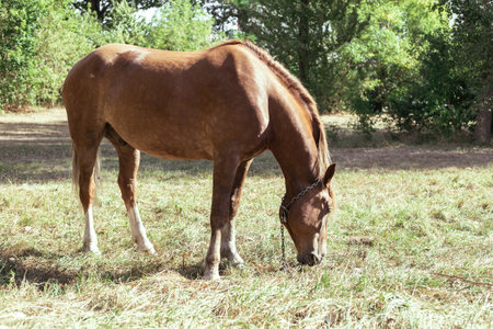 Brown horse eats grass in a meadow in the forestの写真素材