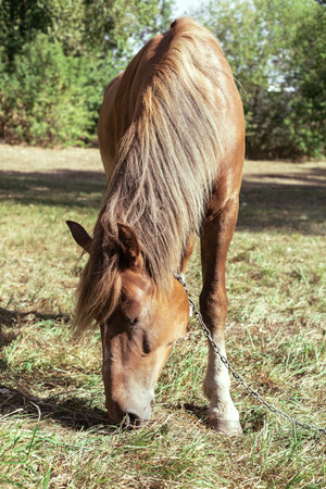 Brown horse eats grass in a meadow in the forestの写真素材