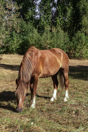 Brown horse eats grass in a meadow in the forestの写真素材