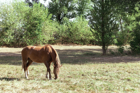 Brown horse eats grass in a meadow in the forestの写真素材