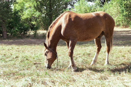 Brown horse eats grass in a meadow in the forestの写真素材