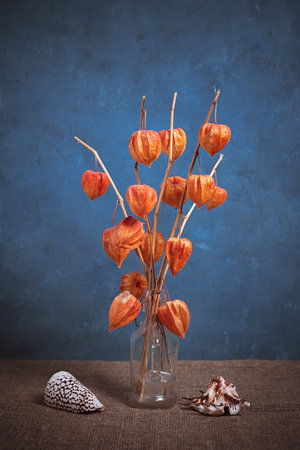 Still life with a bouquet of physalis and shells on a blue backgroundの写真素材