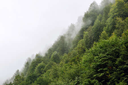 Beautiful green trees on a hill in the fog in the mountains of Sochi