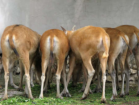 A group of deers in a zoo show their rear ends to the public  の写真素材