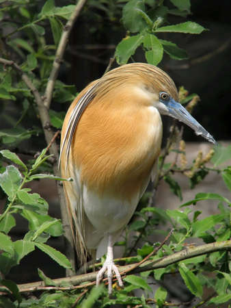 An Indonesain heron in the Moscow zoo  の写真素材