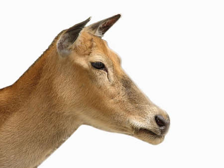 An isolated photo of a deer's head against white background  の写真素材