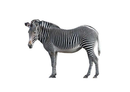 An isolated photo of a zebra on white backgroundの写真素材