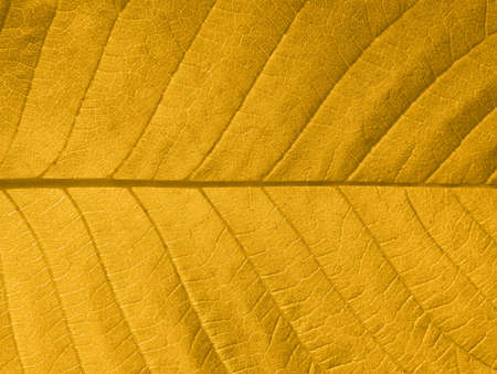 Close-up of a yellow autumn leaf in backlightの写真素材