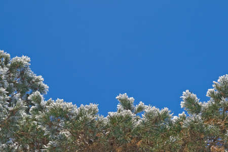 Pine-tree covered with snow, view from belowの写真素材