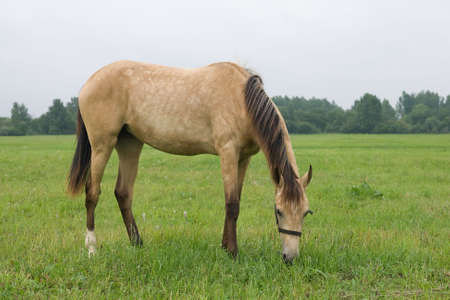 Horse standing in a field, eating grassの写真素材