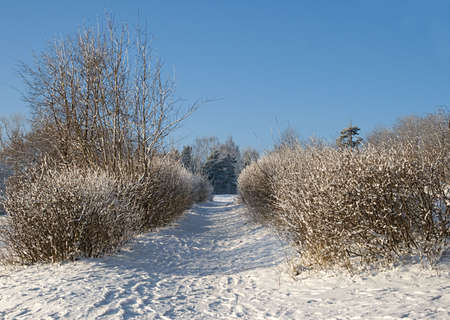 A path between bushes covered with snowの写真素材