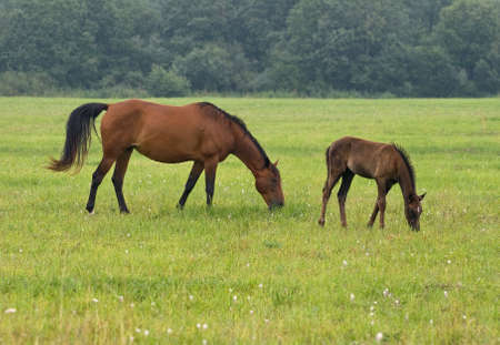 A pasturing brown horse and her foalの写真素材