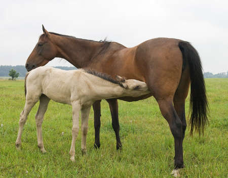 A white foal suckling a brown mareの写真素材