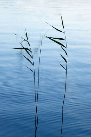 Lake weeds in water in the eveningの写真素材
