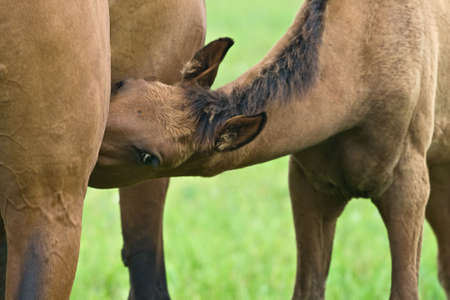 A brown foal drinking milkの写真素材