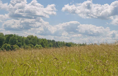 Yellow field and sky with clouds in a sunny day