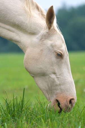 Head and neck of a white horse eating grassの写真素材