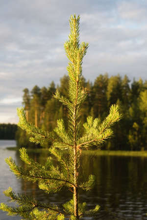 Top of a fir-tree in the evening sunlightの写真素材