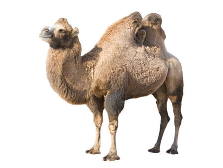 Profile of Bactrian camel isolated over whiteの写真素材