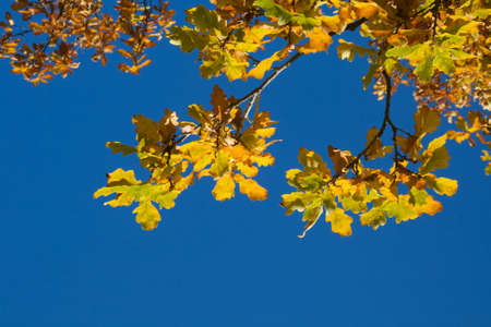 Yellow leaves in a sunny autumn day..の写真素材