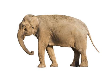 Standing brown elephant isolated over white backgroundの写真素材