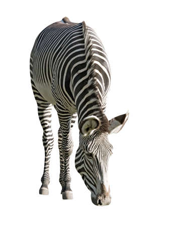 An isolated photo of a zebra on white backgroundの写真素材