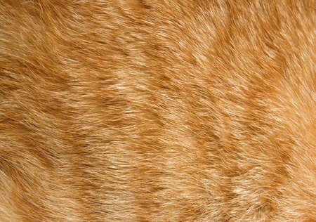 Close-up of ginger cat fur for texture or backgroundの写真素材