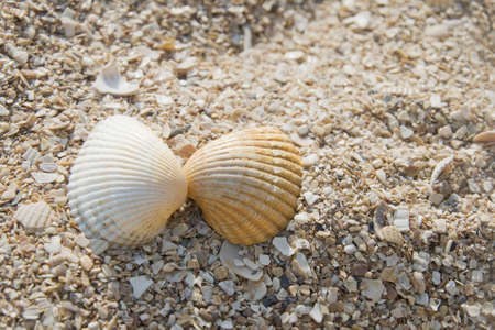 Two seashells on a sand beach, romantic conceptの写真素材