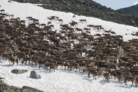 Herd of reindeers pasturing on a snow patch in Ural mountainsの写真素材