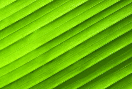 Texture of a green palm leaf in the sunlightの写真素材