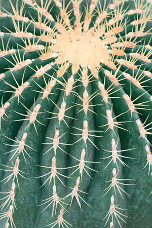 Close up of a green prickly cactus