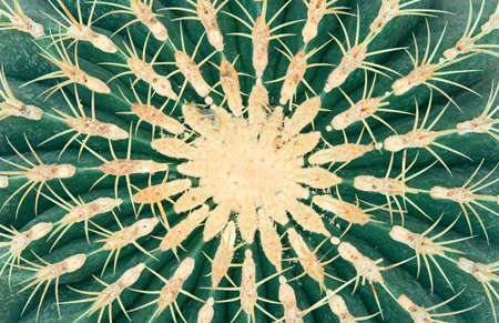 Close up of a green prickly cactus