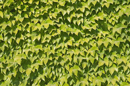 Close-up of ivy covering a wall, background